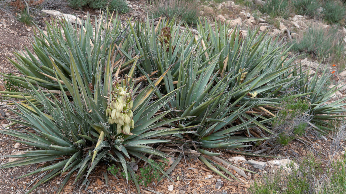 Yucca Glauca plants