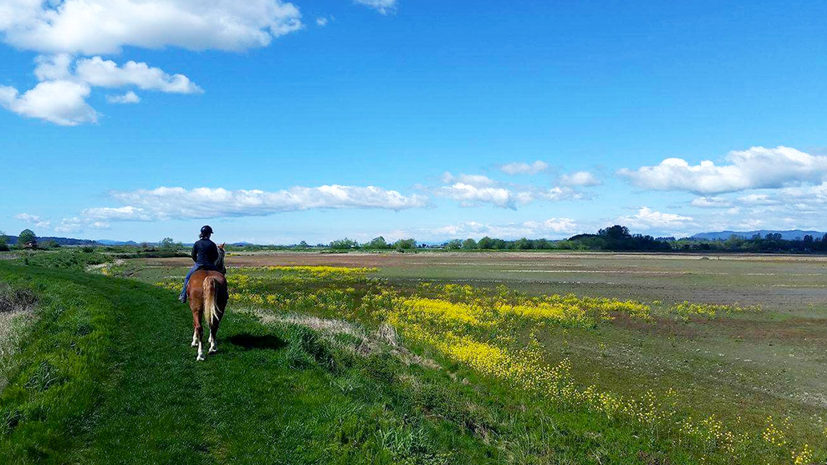 Person riding a horse in open field