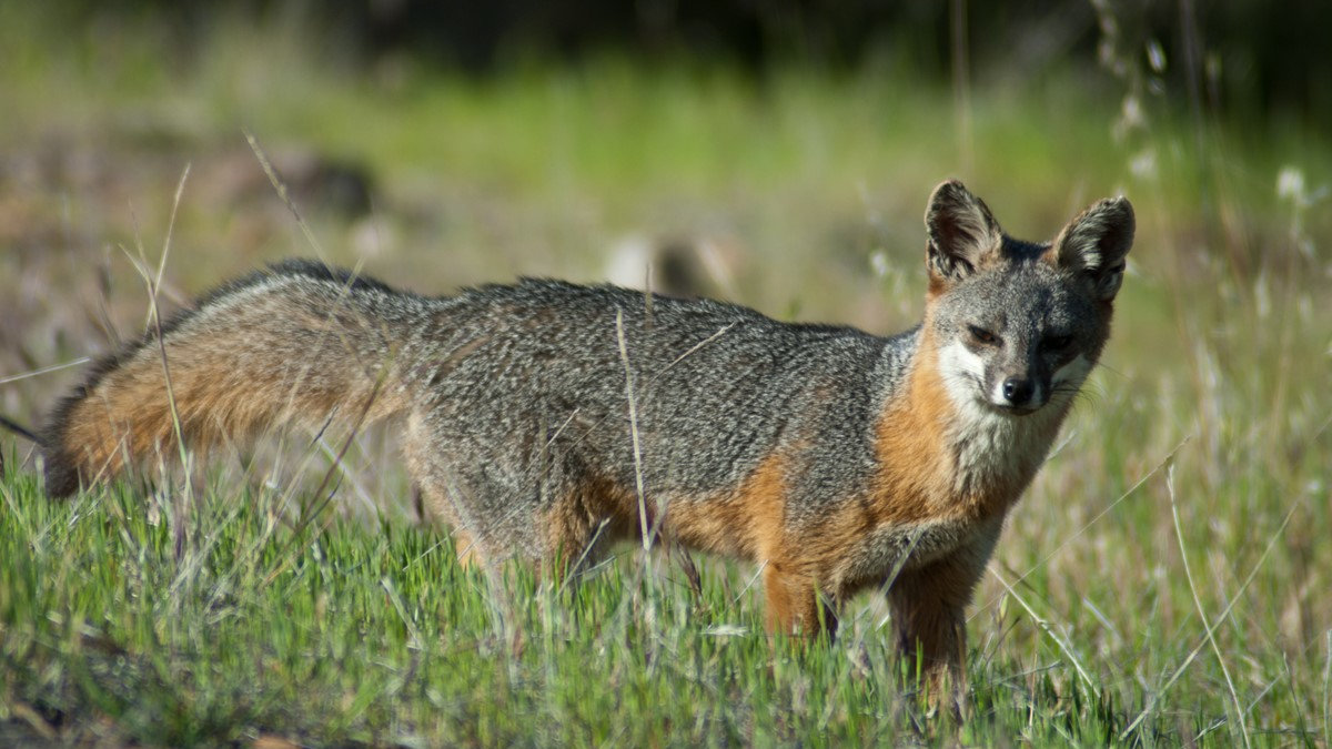 A Catalina Island fox: credit Tyler Dvorak
