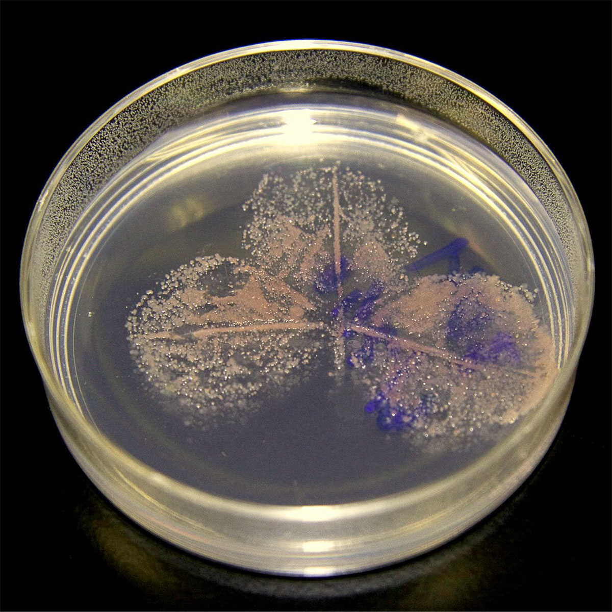Methylobacterium strains in a petri dish