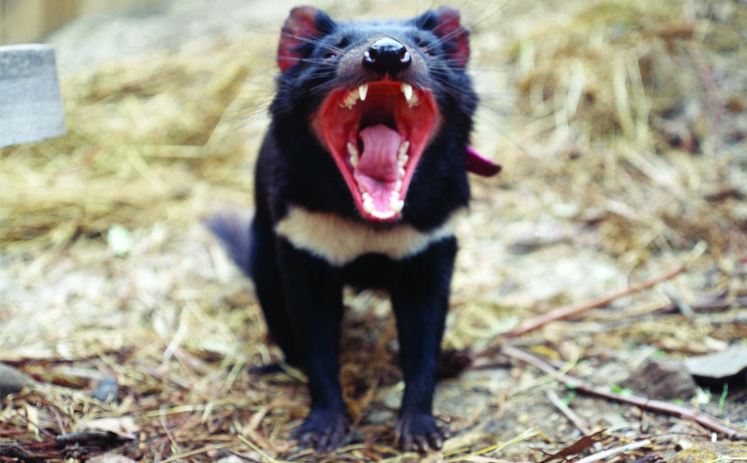 A Tasmanian devil in its natural habitat
