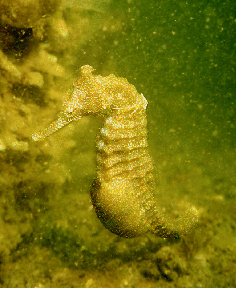 Yellow Seahorse