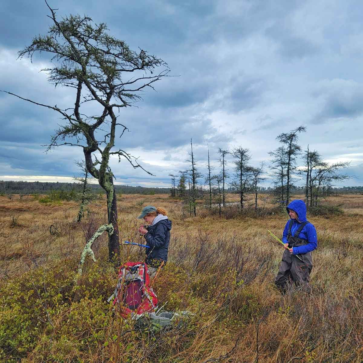 Eastern larch