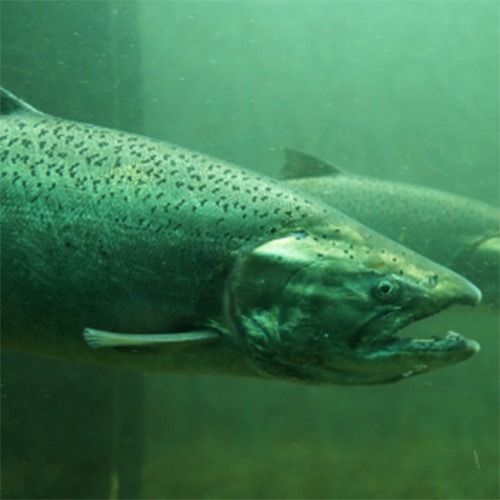 Salmon