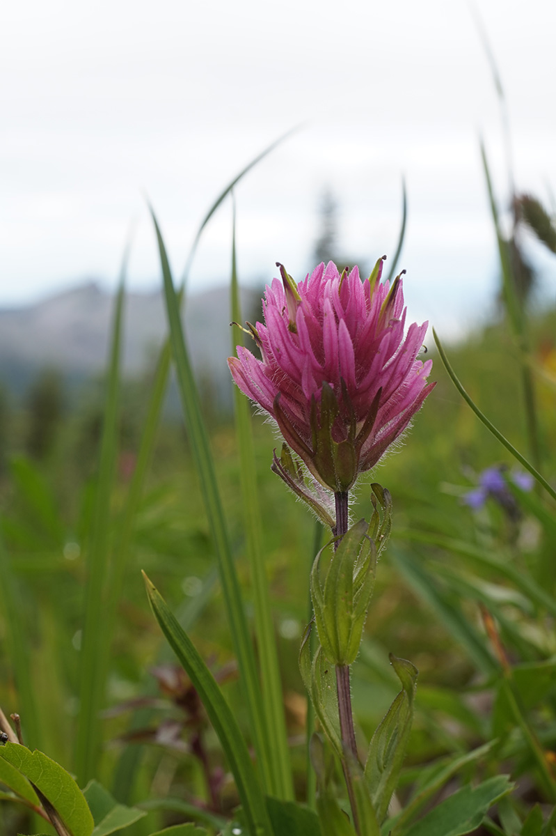 purple flower