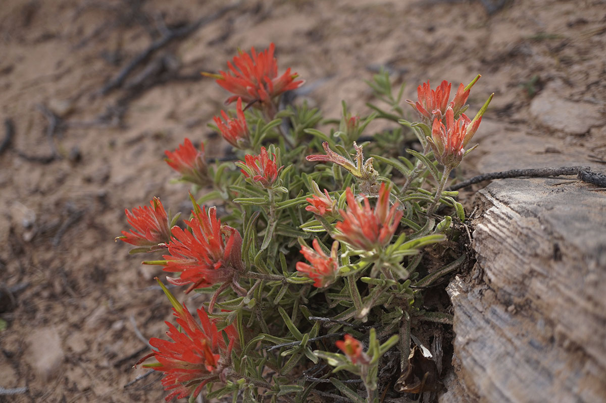 orange clump of flowers