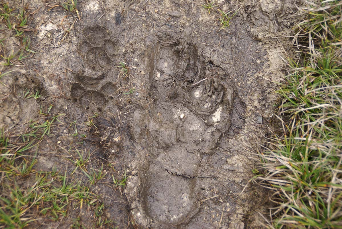 Two singing dog paw prints sit next to McIntyre’s bare footprint.