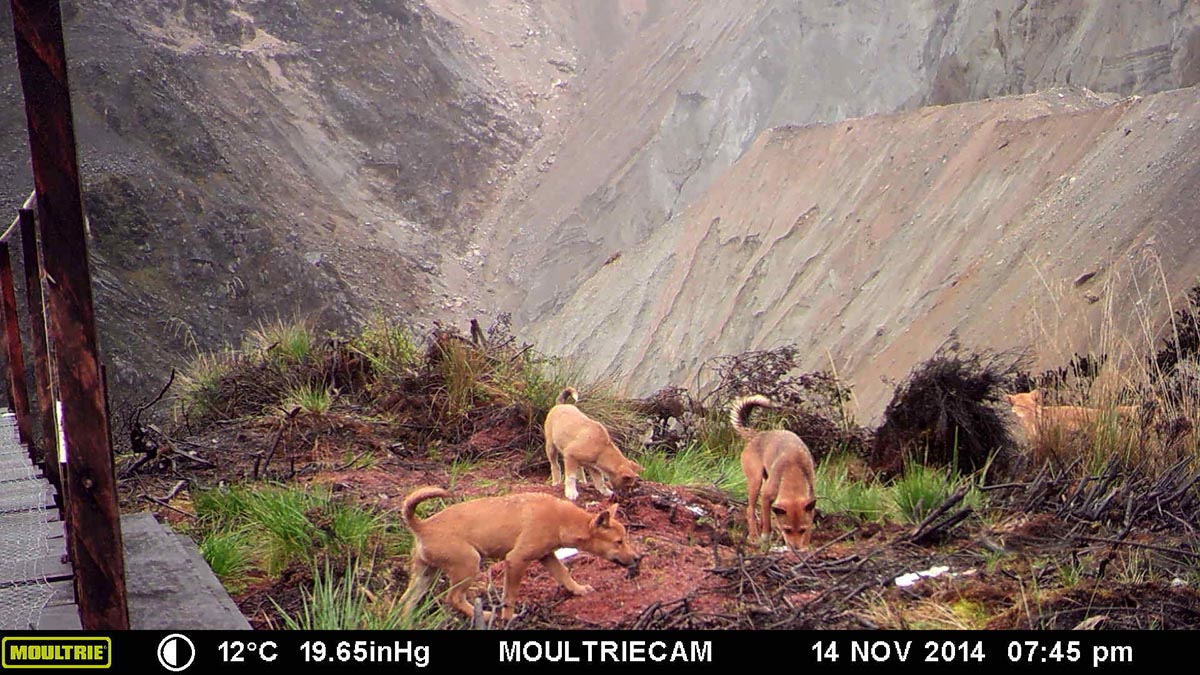 Highland wild dog pups investigate a clearing.