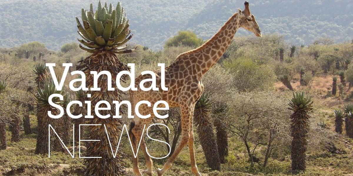 Photo of giraffes