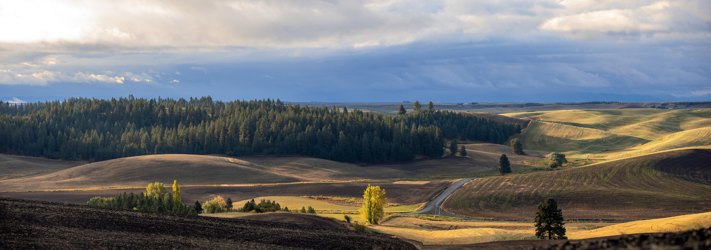 Landscape of the Palouse Hills during fall