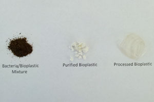 Examples of bacterica/bioplastic mixture, purified bioplastic and processed bioplastic created from cow manure by a University of Idaho Civil Engineering team. 