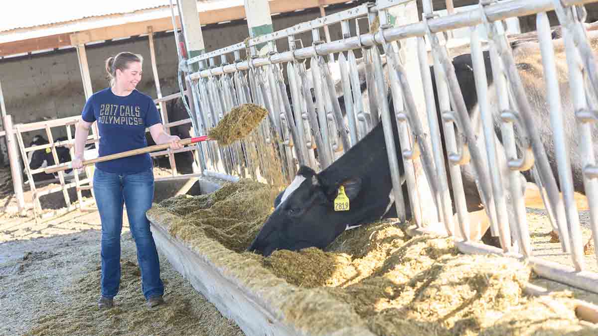 Allison Stevens investigates how to reduce nitrogen emissions in dairy cattle while maintaining milk production.