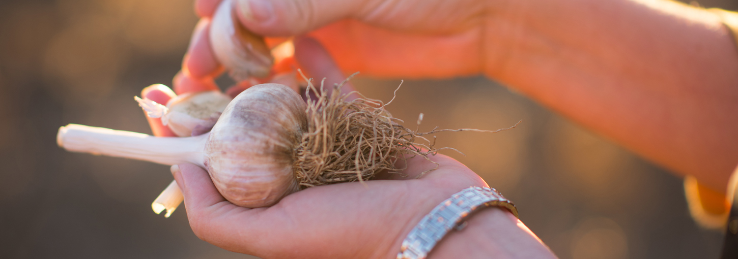 Holding a clove of garlic.