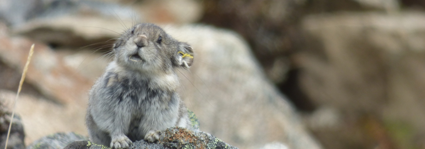 A pika peeking over rocks.