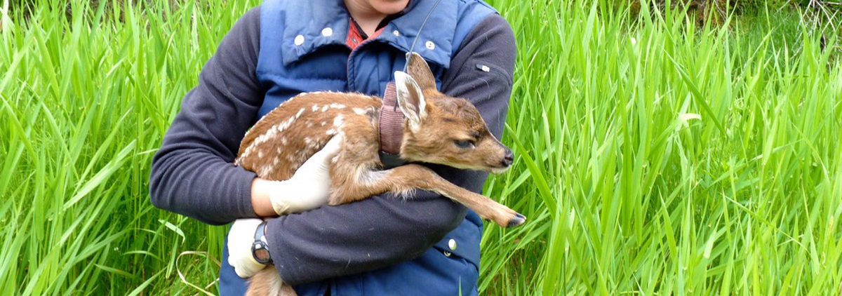 Sophie Gilbert holds a fawn