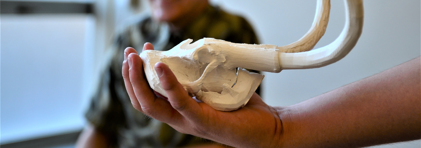 A 3-D printed replicate of a mammoth skull.