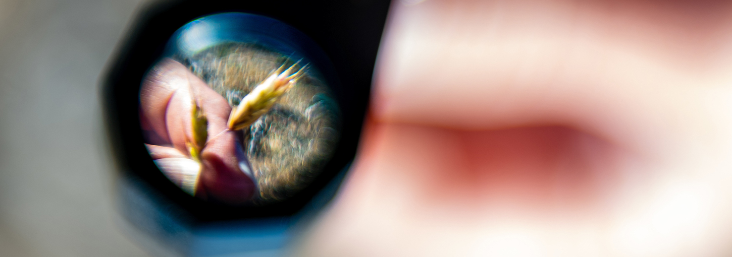 Wheat is viewed under a lens.