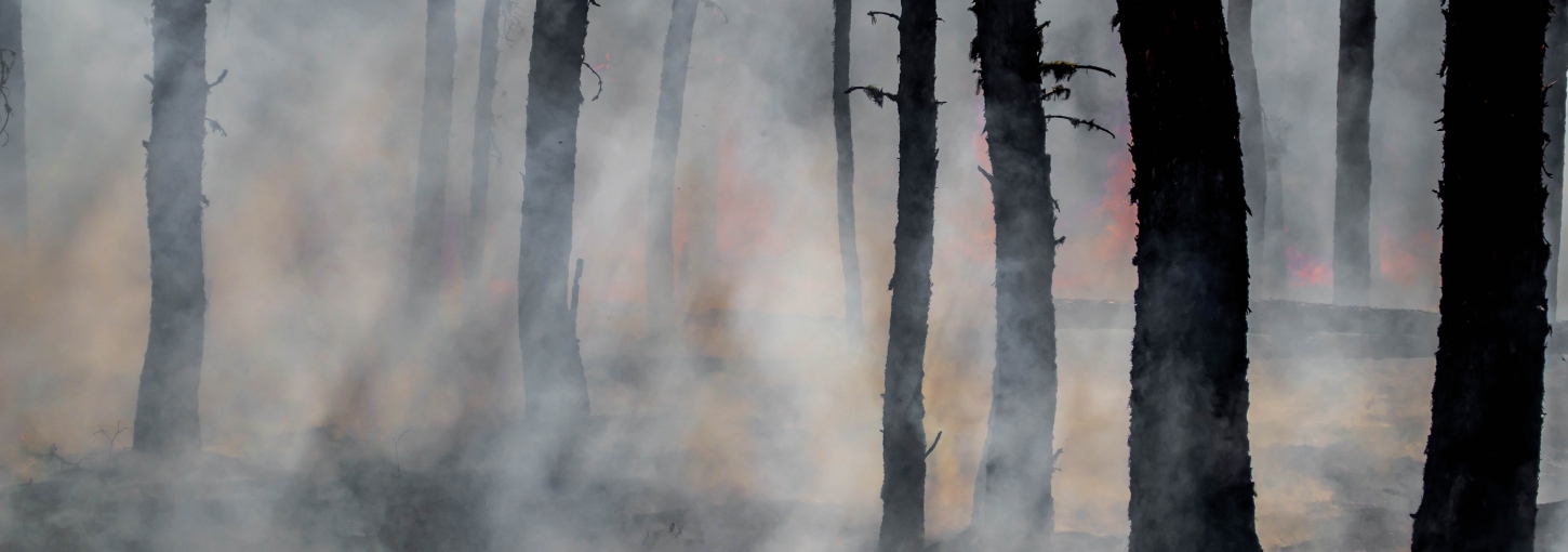 Fire smoke amid charred trees