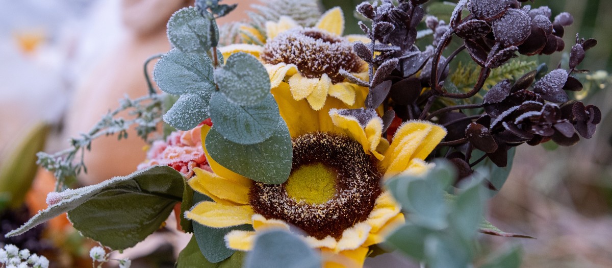 Gold sunflower and black dark foliage covered in frost at impromptu memorial on University of Idaho campus