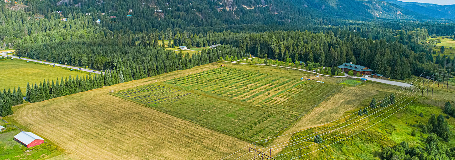 A field in the Sandpoint Organic Agriculture Center
