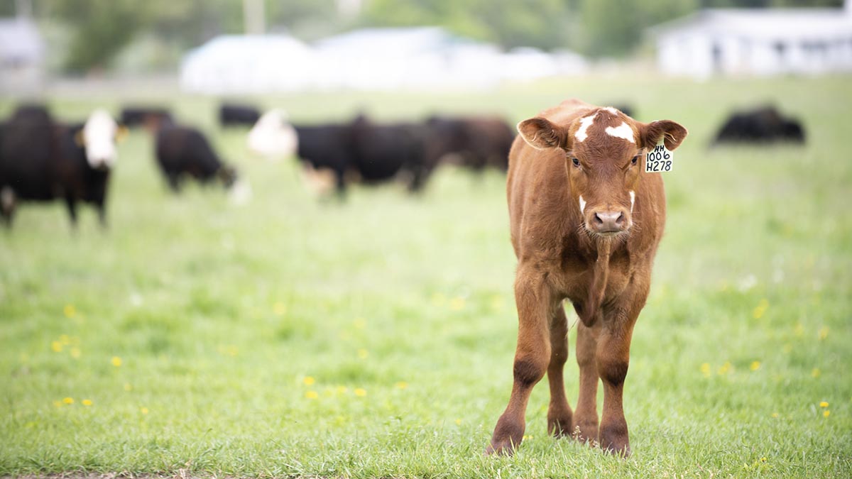 Close-up of calf