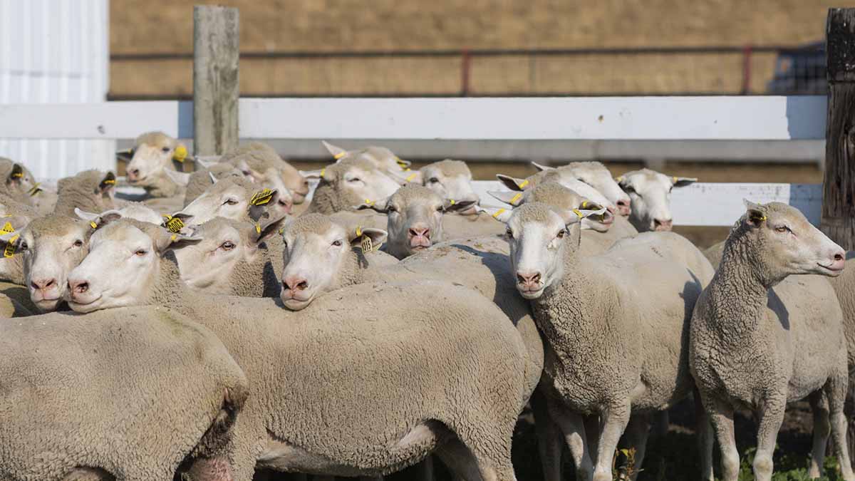 A sheep herd.