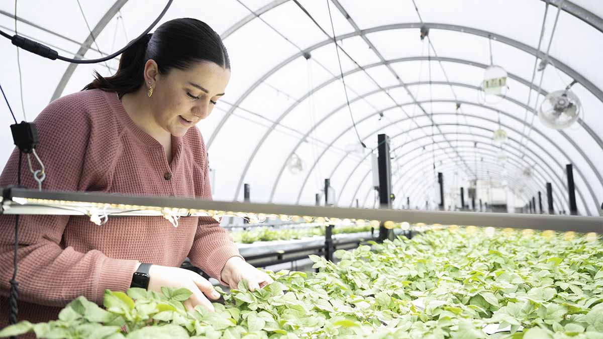 A woman inspects potato plantlets inside a greenhouse.