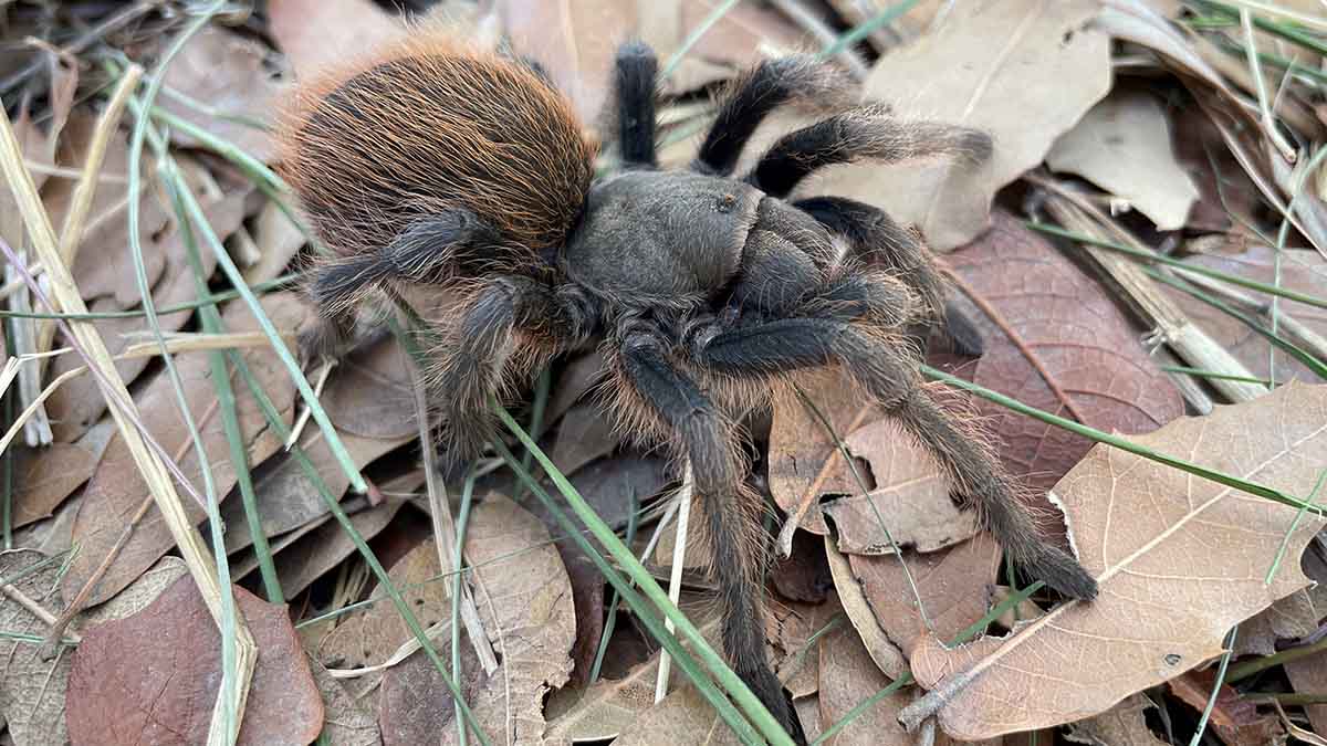 A close up image of a female tarantula.