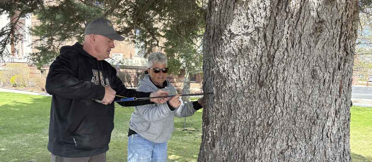 University of Idaho Extension forestry specialist Randy Brooks and Lauri Stone, an Idaho Department of Lands timber resource specialist, work together to drill a core sample from a large blue spruce tree at the Fremont County Courthouse lawn.