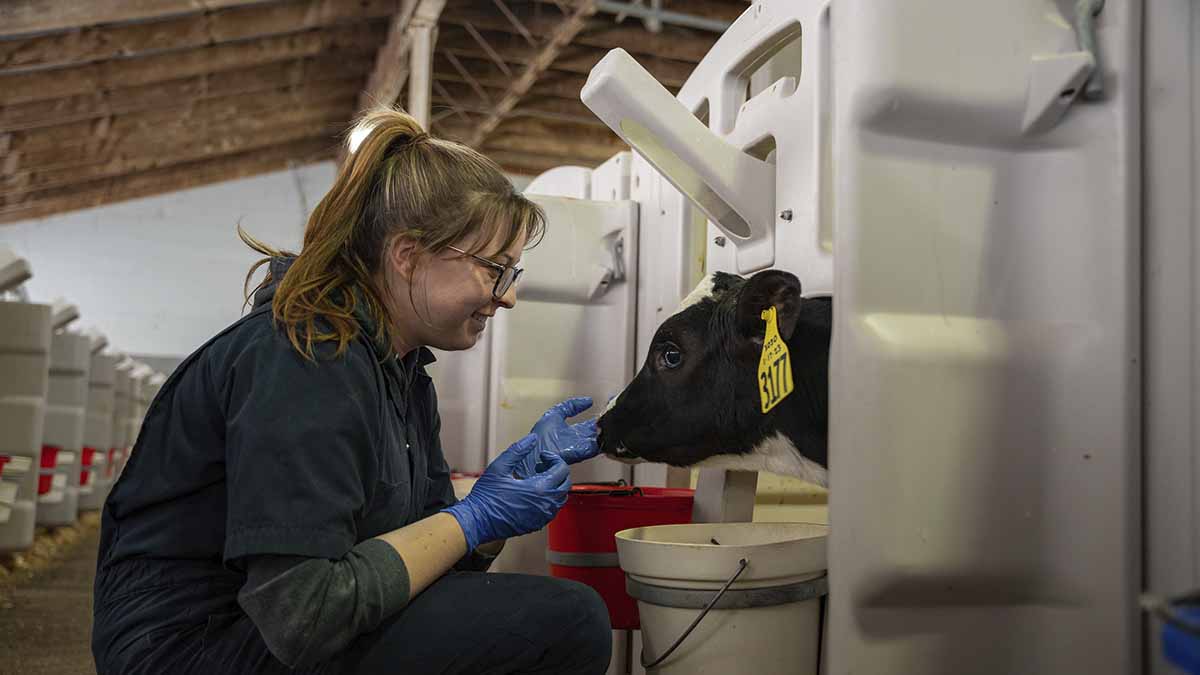 Calf in crate smelling a woman's hand.