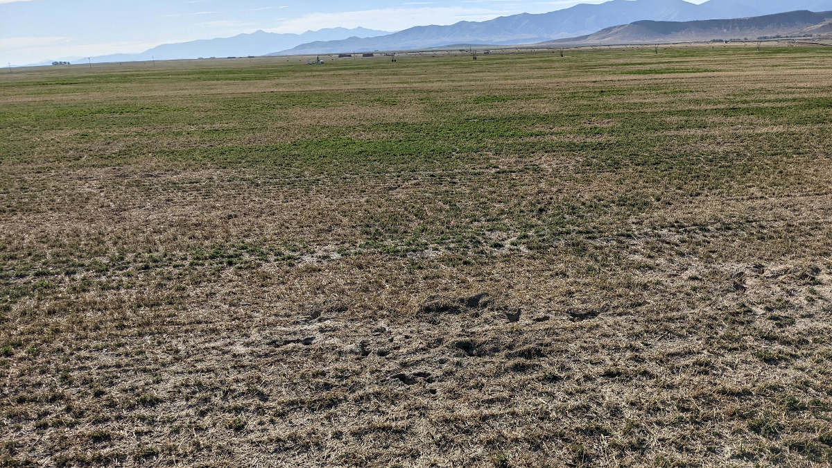 A vole-damaged field.