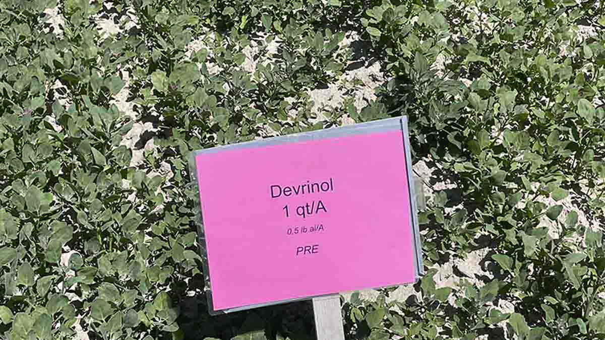 A pink sign in a field crop.