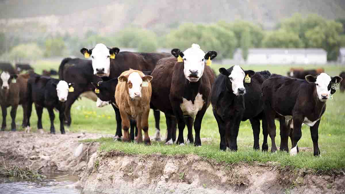 A group of cows standing next to a creek.