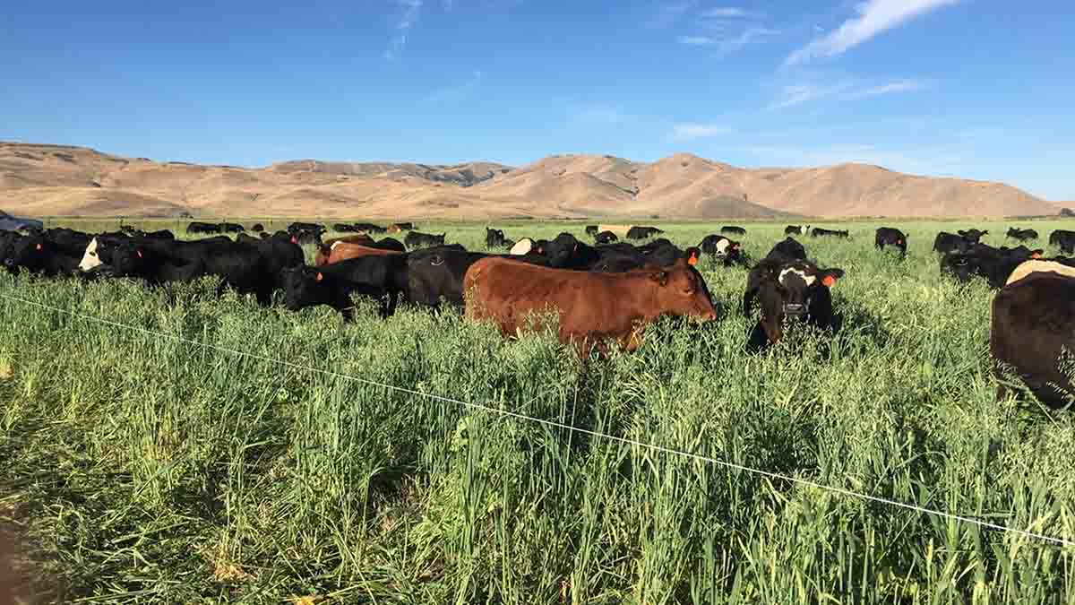 Several black and a few brown cows out in a pasture.