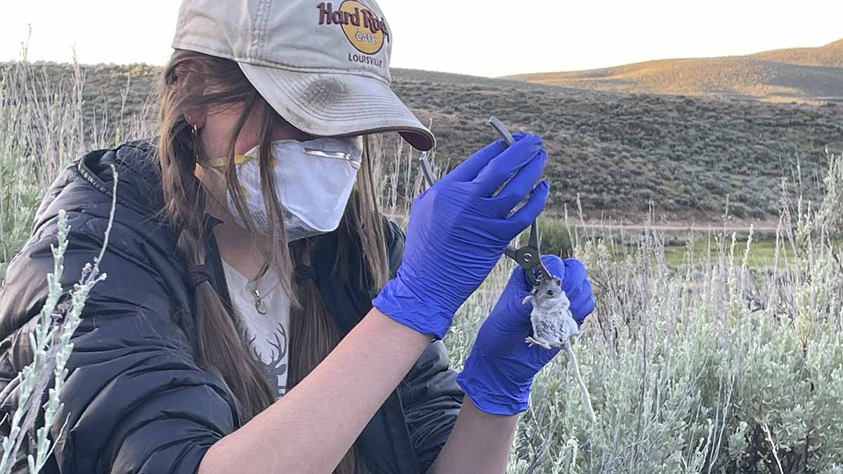A woman placing a tag on a vole for research.