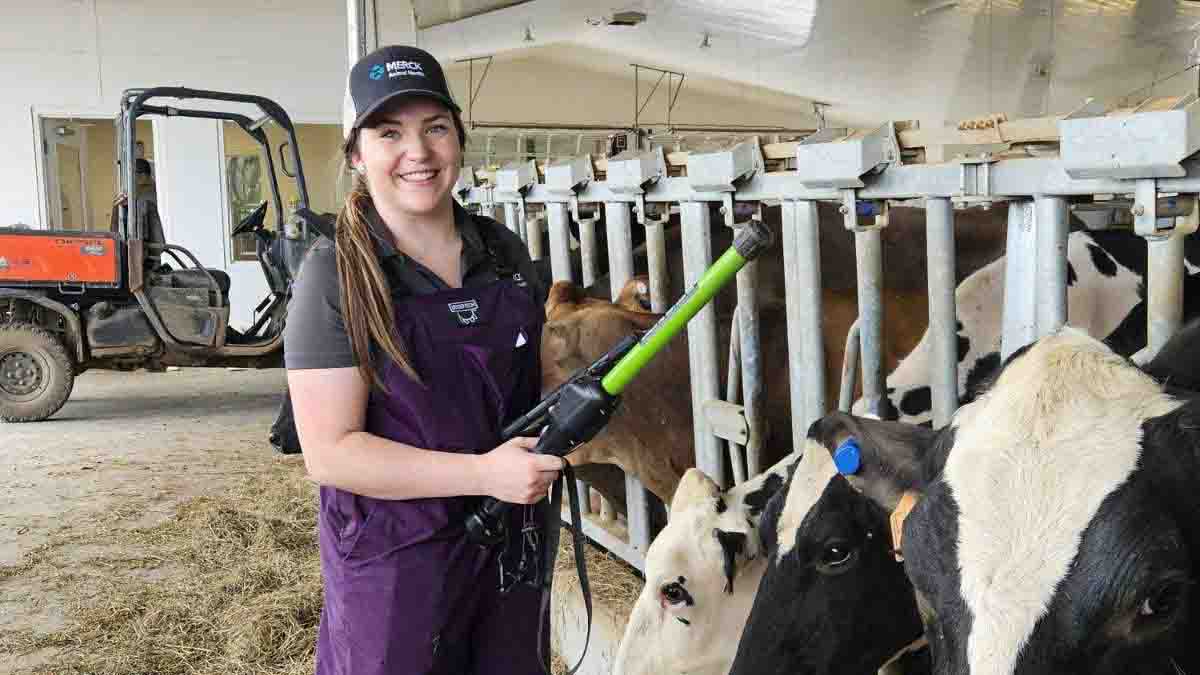 Hebdon working in a barn with cows.