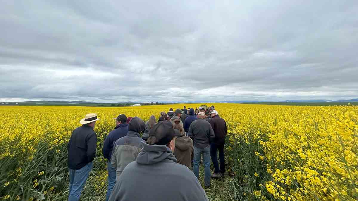 A group of men and women walking through a canola field.