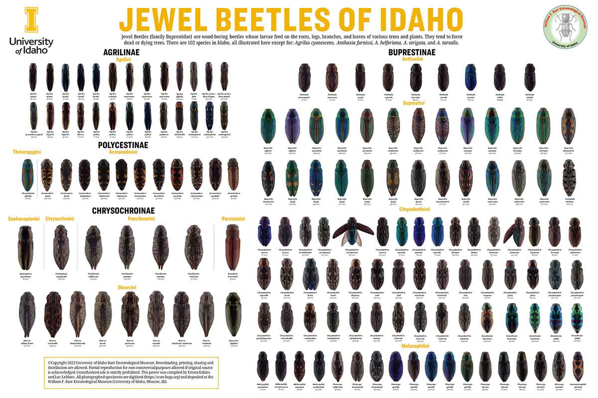 Jewel Beetles of Idaho Poster