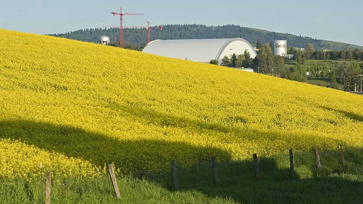 Canola field with ASUI Kibbie dome and university water tower in the background