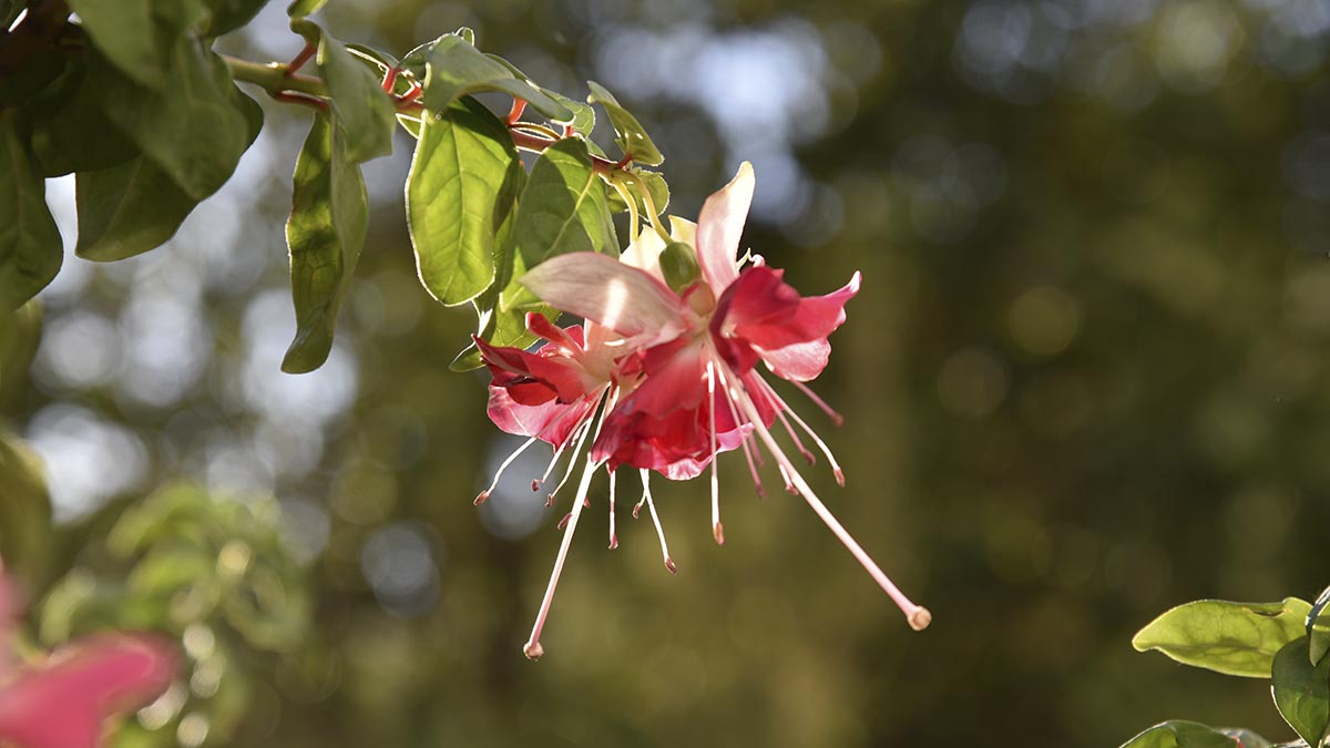 spring flower