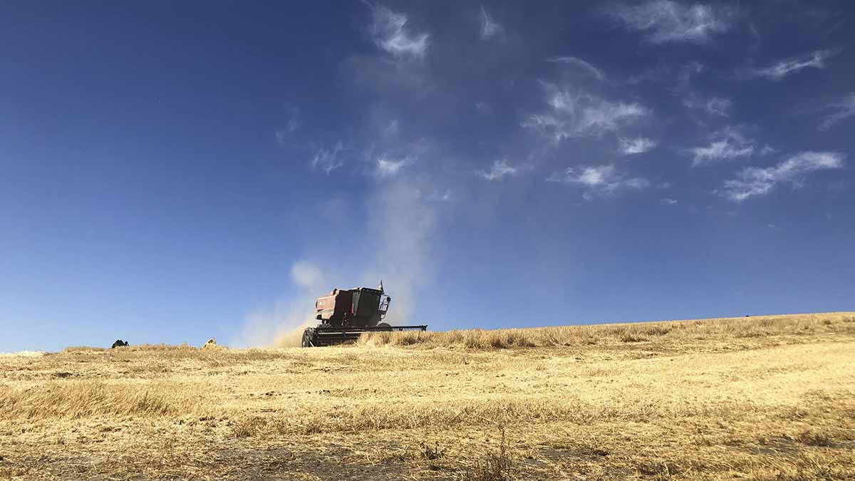 harvest with combine