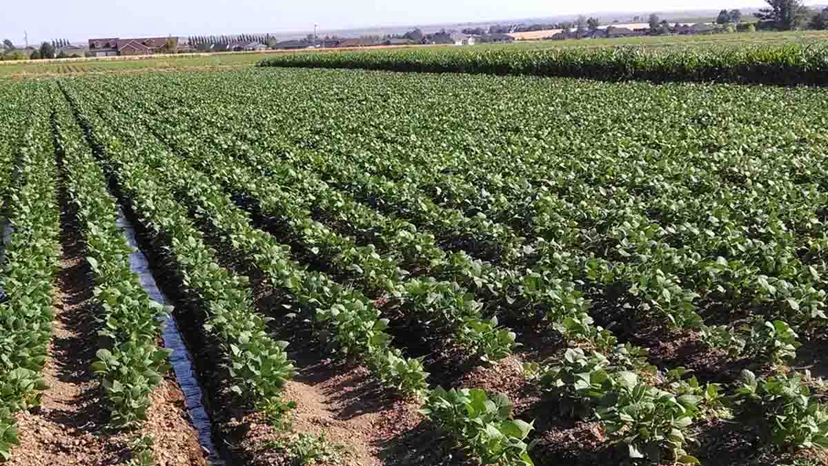 crop of beans at Kimberly, Idaho