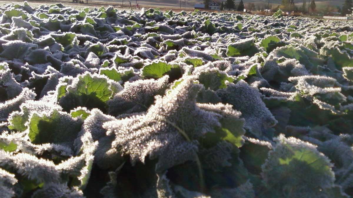 Frost on canola