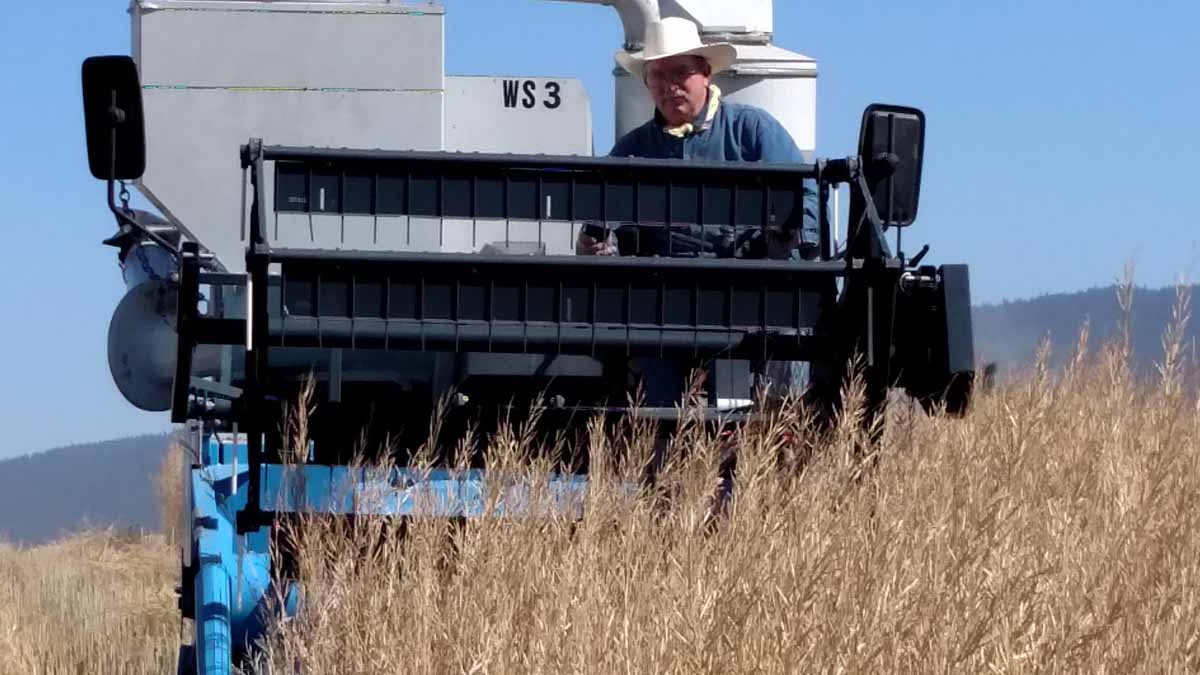 harvesting a crop