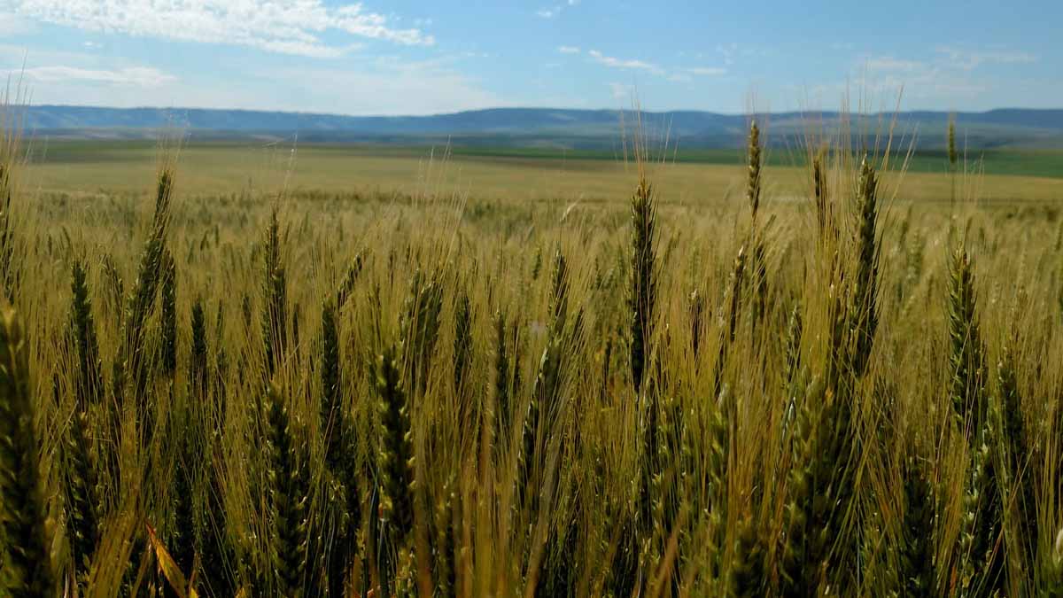 mid aged wheat crop