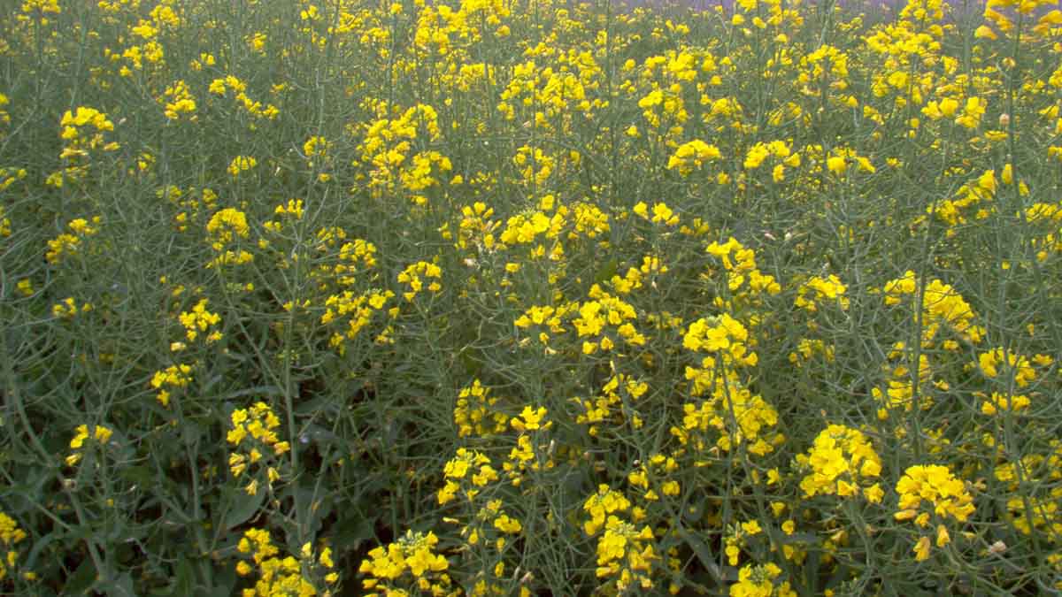 Mustard with blooms