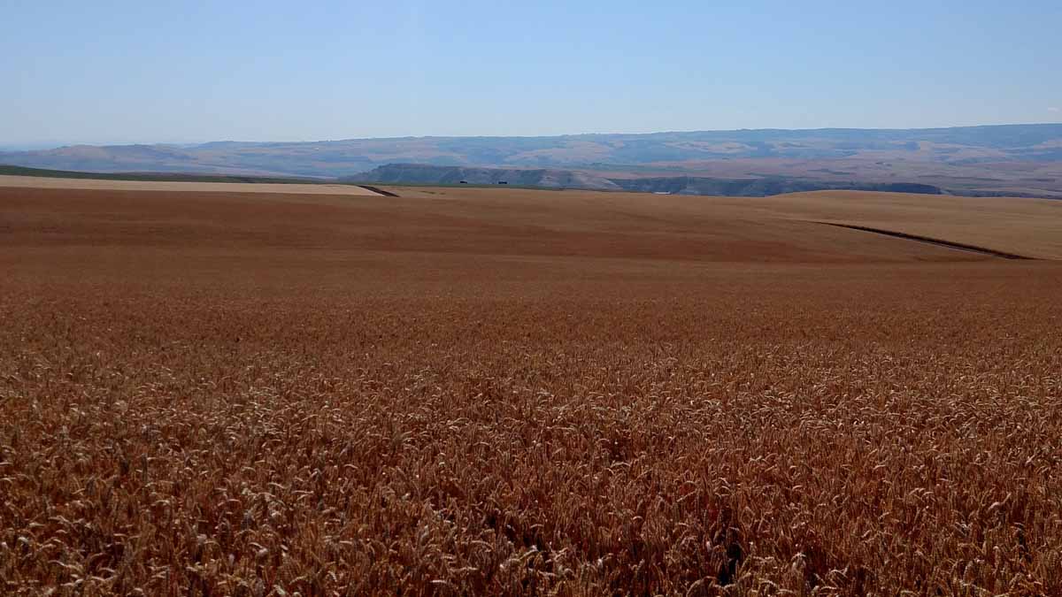 red wheat on the palouse