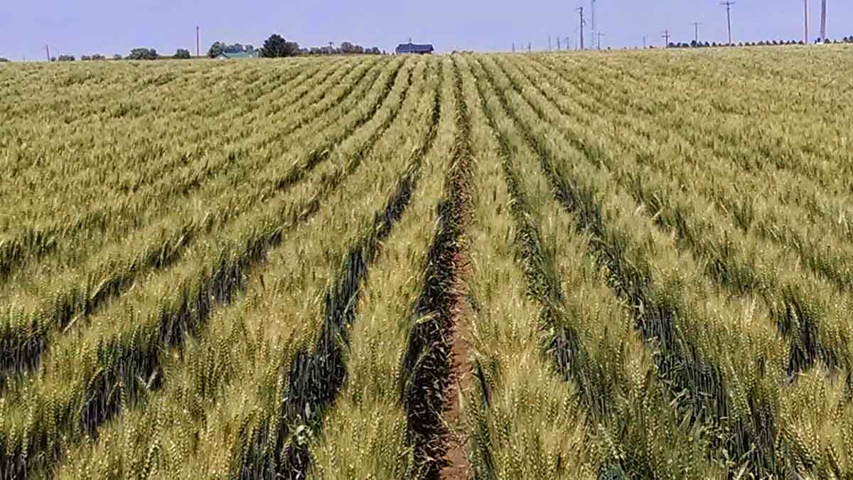 wheat crop in Aberdeen