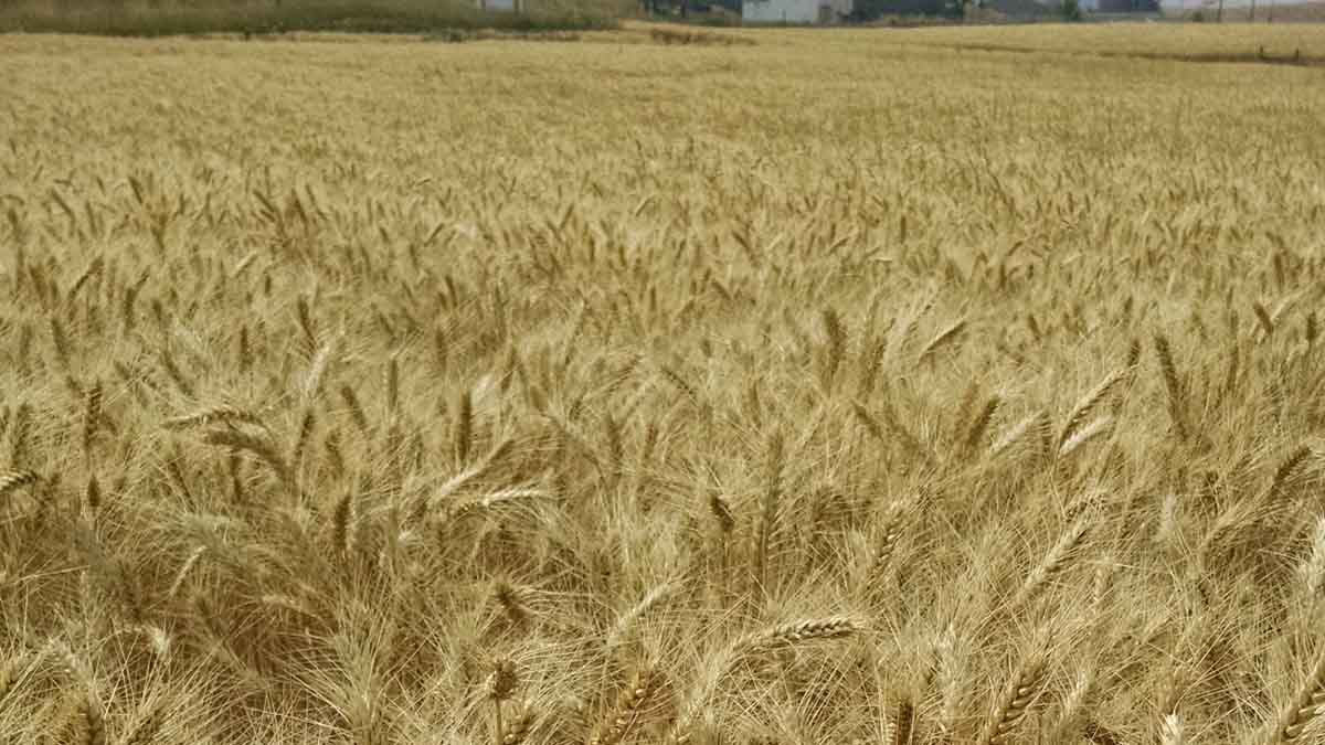 mature wheat