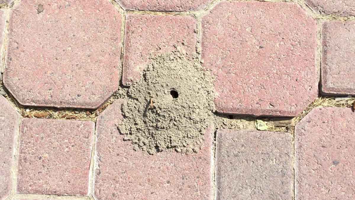 Tachytes wasps hole. These can be helpful by hunting insects like grasshoppers that may feed on crops or garden plants. They are also pollinators. Destroying their holes could remove part of the population, but this is not recommended since they are beneficial. 